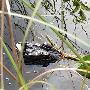 Everglades National Park- American Alligator