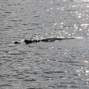 Everglades National Park- American Alligator