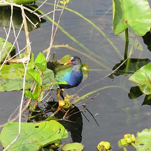 American Purple Gallinule- Everglades National Park