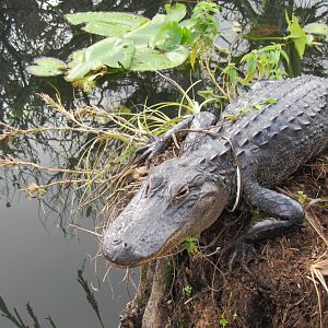 Entangled American Alligator