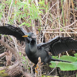 Anhinga- Everglades National Park