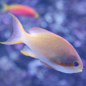 Pseudanthias huchtii