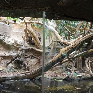 Enclosure Caiman lizard