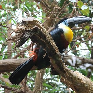 Channel-billed toucan