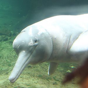 Orinoco river delphin