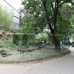 Enclosure Tortoises