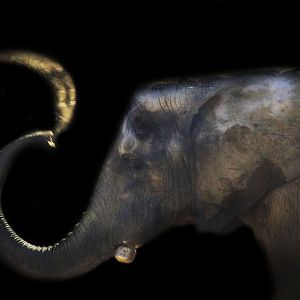 Feb. 2017 - Plains - Bush Elephant