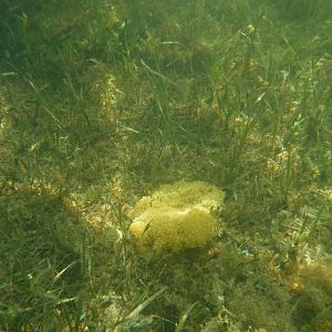 Upside-down jelly, Florida Bay