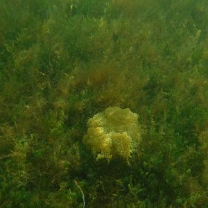 Upside-down jelly, Florida Bay