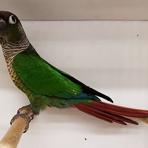 Green-cheeked conure