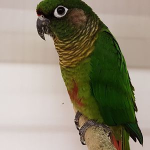Maroon-bellied conure