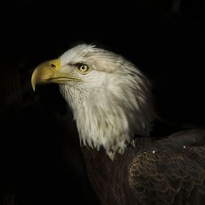 Feb. 2017 - Forests - Bald Eagle
