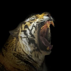 Feb. 2017 - Forests - Amur Tiger