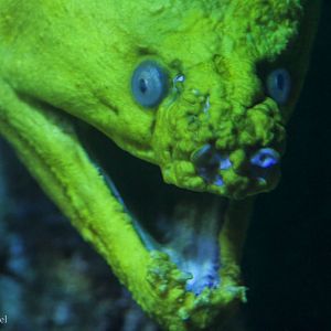 Feb. 2017 - Oceans - Green Moray
