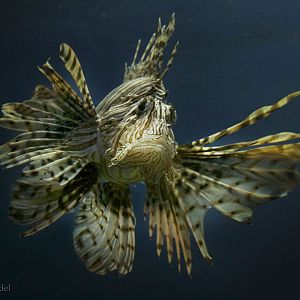 Feb. 2017 - Oceans - Red Lionfish