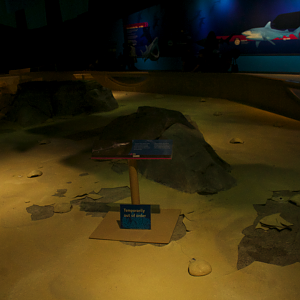 Feb. 2017 - Oceans - Smooth Dogfish Touch Tank (Emptied)