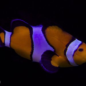 Feb. 2017 - Oceans - Percula?