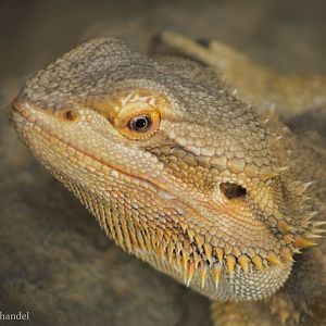 Feb. 2017 - Deserts - Bearded Dragon