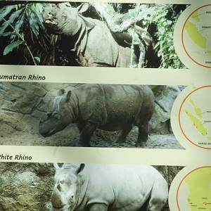 Feb. 2017 - Plains - White Rhino Exhibit - Photo of Emi