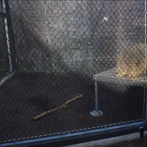 Feb. 2017 - Plains - Lion Demonstration Exhibit (Nyack's Temporary Outdoor Yard)