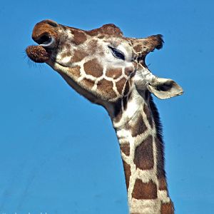 Feb. 2017 - Plains - Giraffe