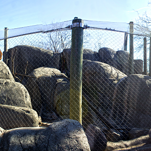 Feb. 2017 - Plains - Guinea Baboon Exhibit Panorama