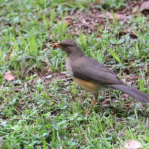 Olive Thrush