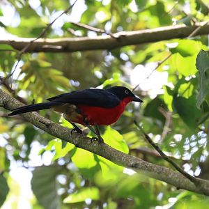 Black-headed Gonolek