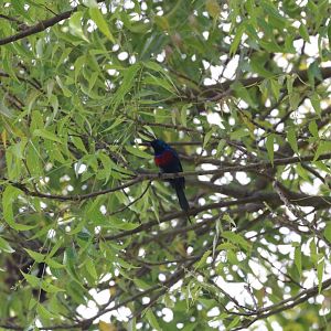 Red-chested Sunbird