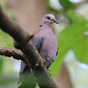 Red-Eye Dove