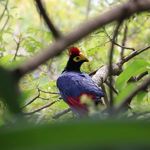 Ross's Turaco