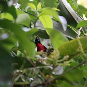 Scarlet-chested Sunbird