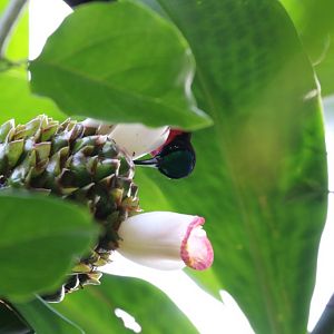 Scarlet-chested Sunbird feeding