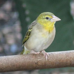 Village weaver