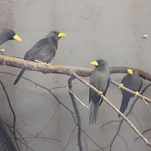 Scissor-billed Starlings