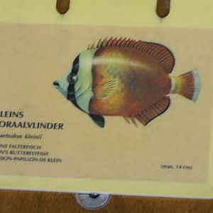 Chaetodon kleinii - Sun-burst butterflyfish