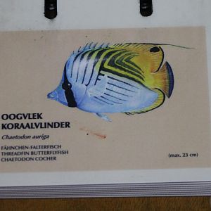 Sign Threadfin butterflyfish - Chaetodon auriga