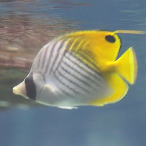 Treadfin butterflyfish - Chaetodon auriga