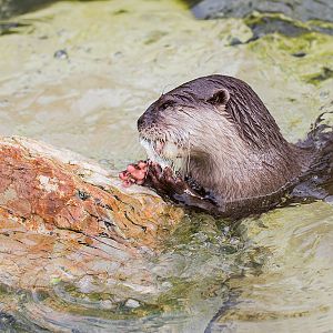 Otter and Brunch