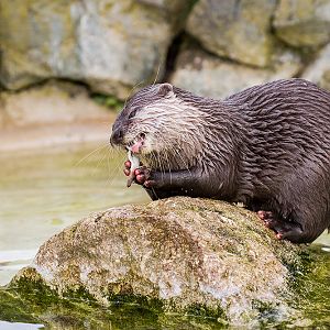 Otter and Brunch