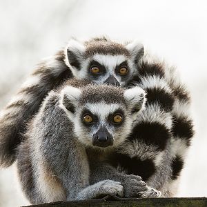 Lemur Hug