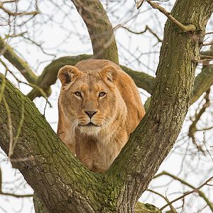 Lion in the Tree