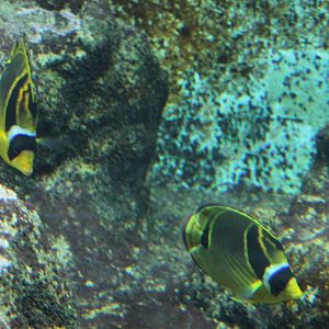 Raccoon butterflyfishes - Chaetodon lunula