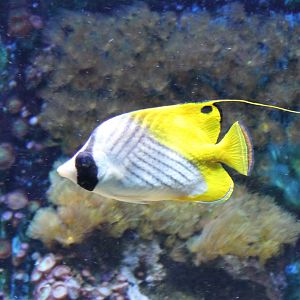 Threadfin butterflyfish - Chaetodon auriga