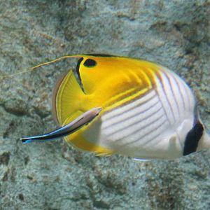 Threadfin butterflyfish - Chaetodon auriga with Cleaner wrasse