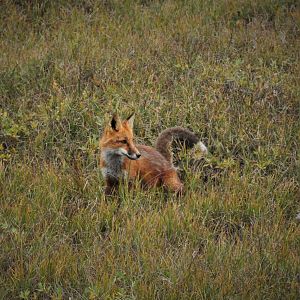 Red Fox - Alaska