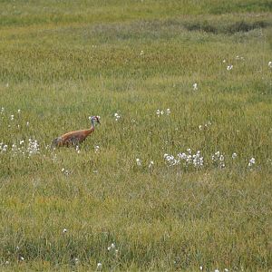 Sandhill Cranes - Alaska