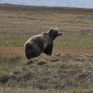 Brown Bear - Alaska