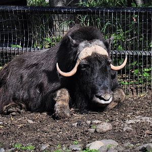 Musk Ox