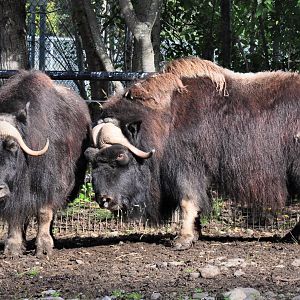 Greenland Musk Ox
